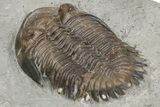 Beautiful Greenops Trilobite - Arkona, Ontario #224923-5